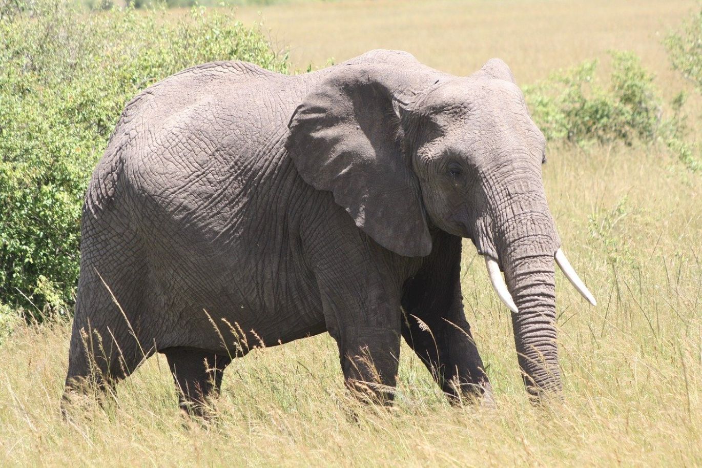 Spectrum Event Management